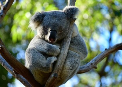 Book your flights, hotels and holiday packages to Sydney