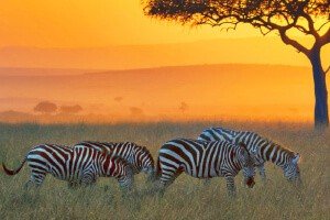 Book your flights, hotels and holiday packages to Kenya