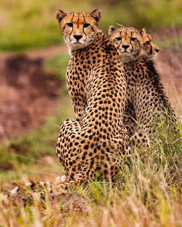 Book your flights, hotels and holiday packages to Kenya